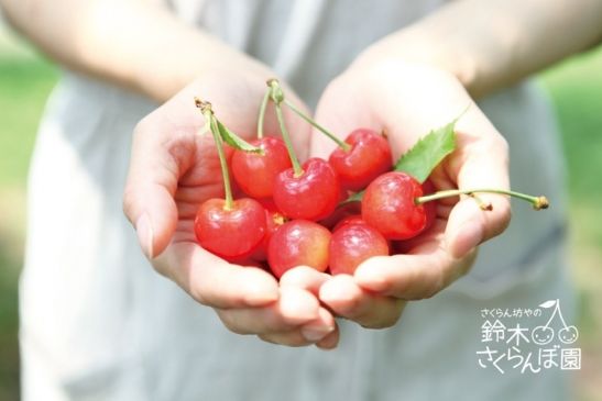 さくらん坊やの鈴木さくらんぼ園