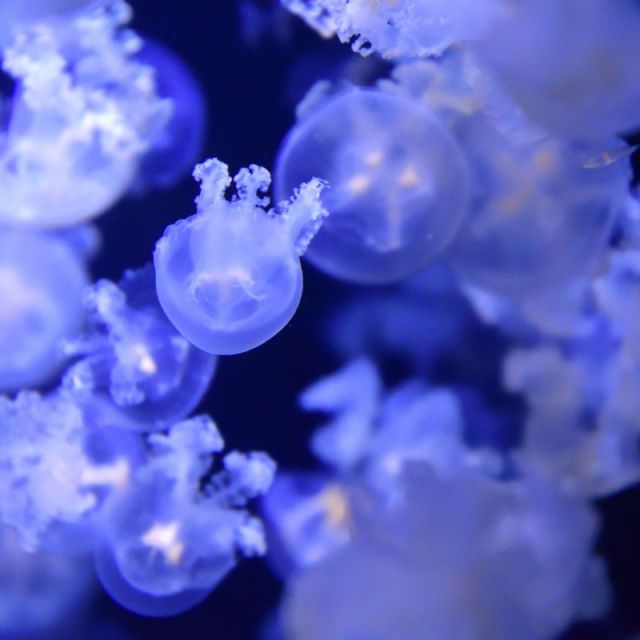 世界最大級！加茂水族館でクラゲ鑑賞