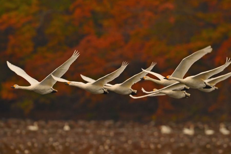 大山「上池」「下池」野鳥観察