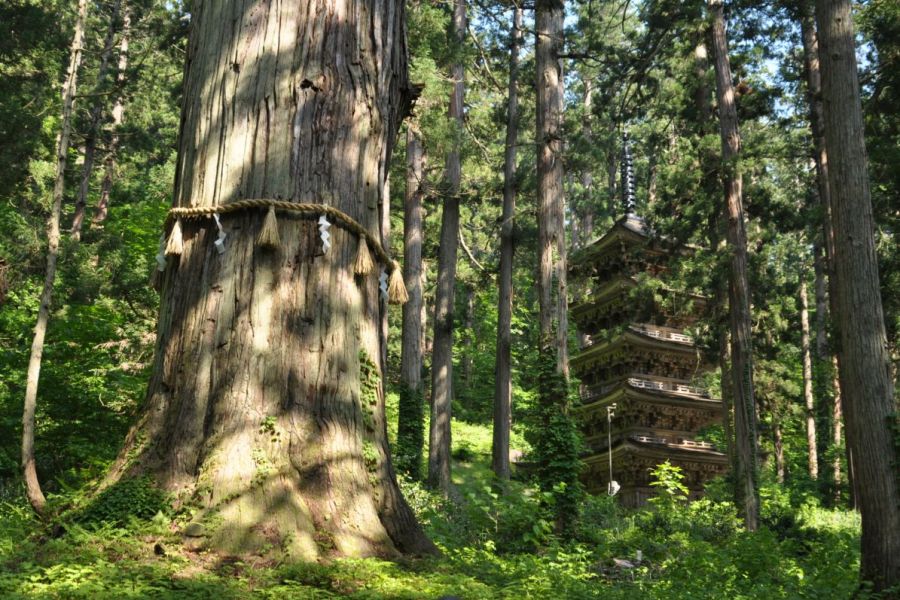 《女性の味方》羽黒山満喫コース