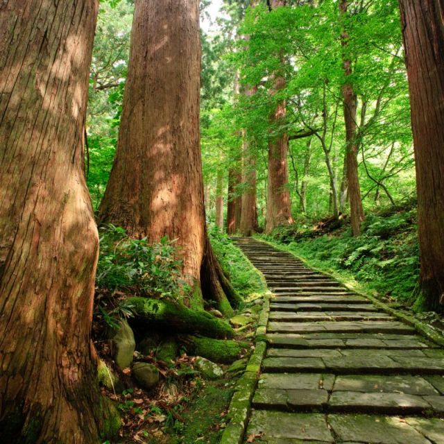 羽黒山杉並木