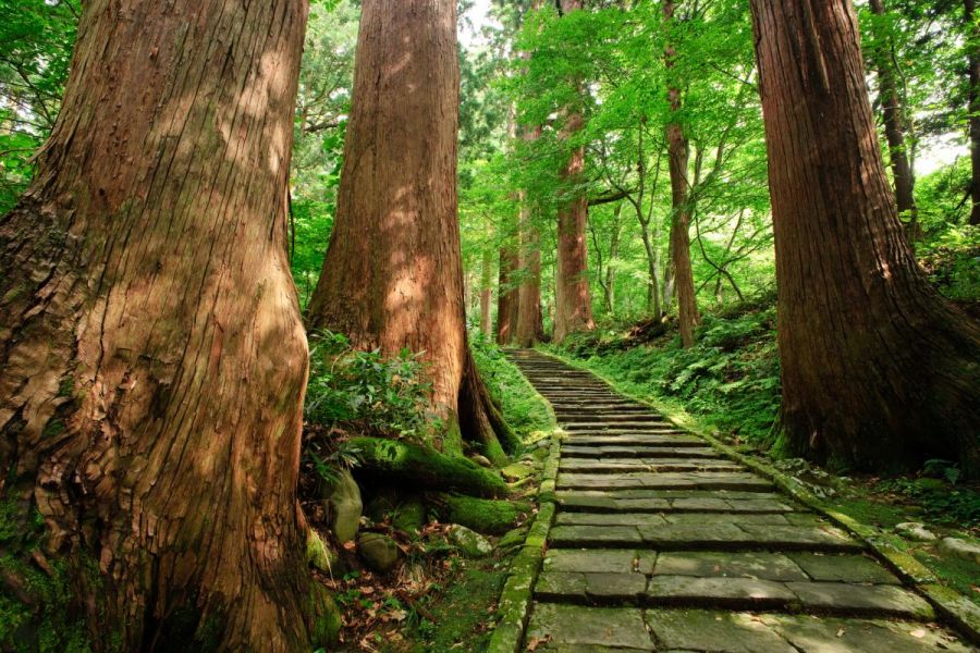 羽黒山杉並木