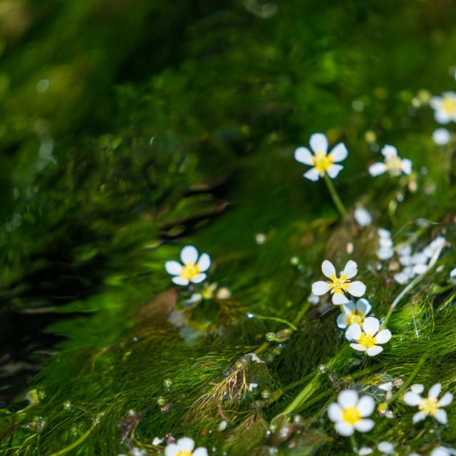 爽やかな風を感じながら・・・花めぐり