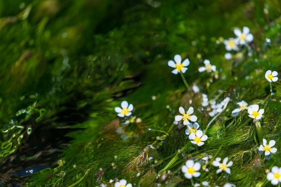 爽やかな風を感じながら・・・花めぐり