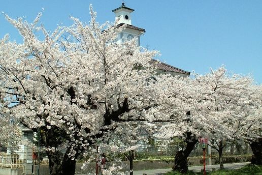 致道博物館と桜