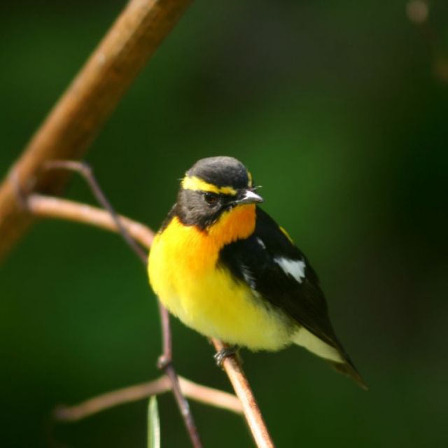 野鳥の宝庫「飛島」でバードウォッチング