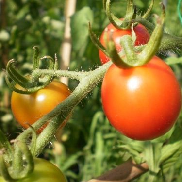 夏・秋野菜の収穫体験