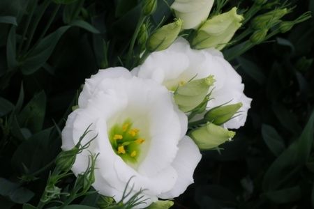 夏・秋野菜の収穫体験｜観光スポット｜やまがた庄内観光サイト - 山形 