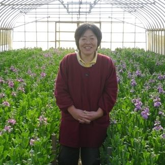 冬野菜とストックの収穫体験