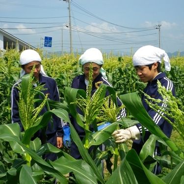 とうもろこし収穫体験