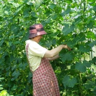 夏野菜収穫体験
