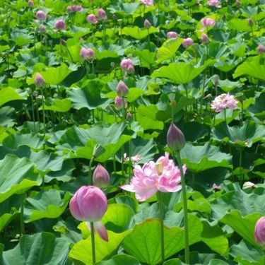 花ハスの収穫体験