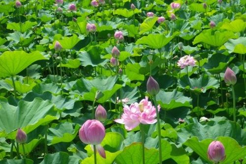 花ハスの収穫体験 観光スポット やまがた庄内観光サイト 山形県庄内エリアの観光 旅行情報