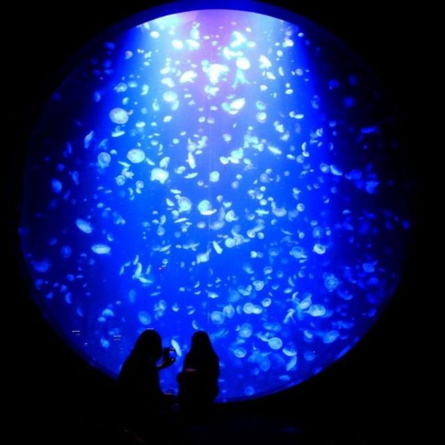 クラゲ展示種類数世界一！加茂水族館（クラゲドリーム館）