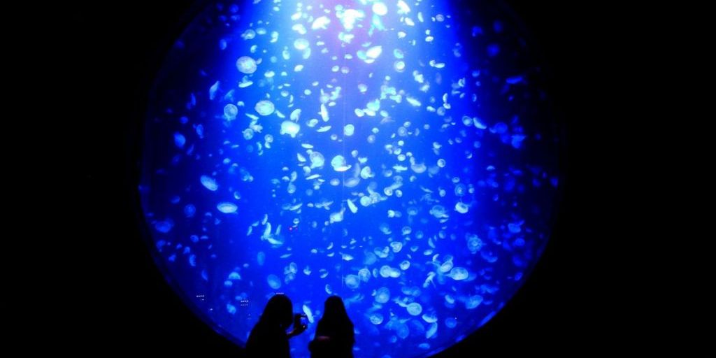 クラゲ展示種類数で世界一を誇る加茂水族館