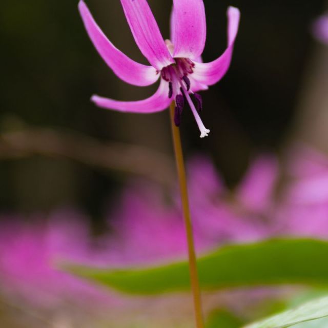 温海川かたくり園・水芭蕉園