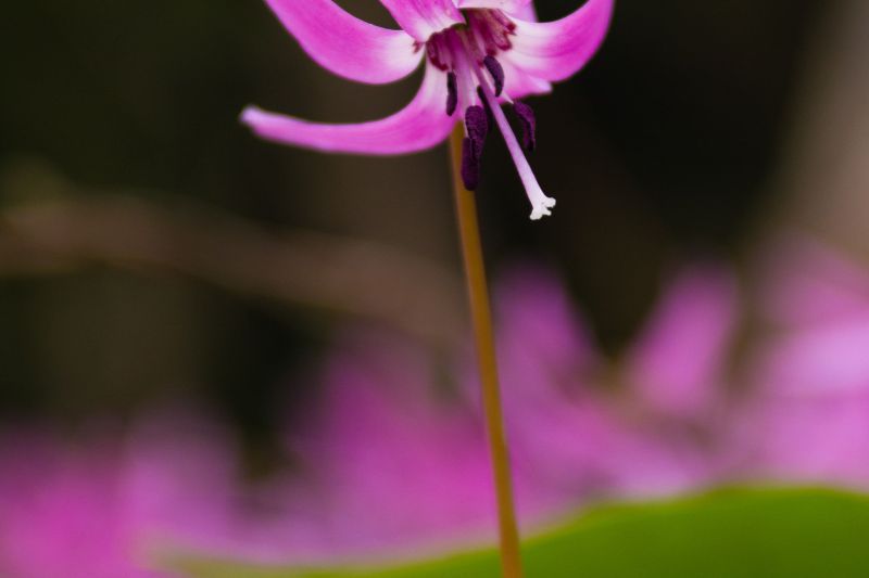 温海川かたくり園・水芭蕉園