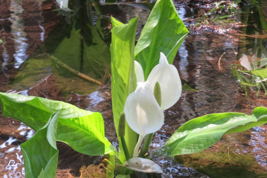 二合目付近の水芭蕉群生地（見頃は4月末頃まで）