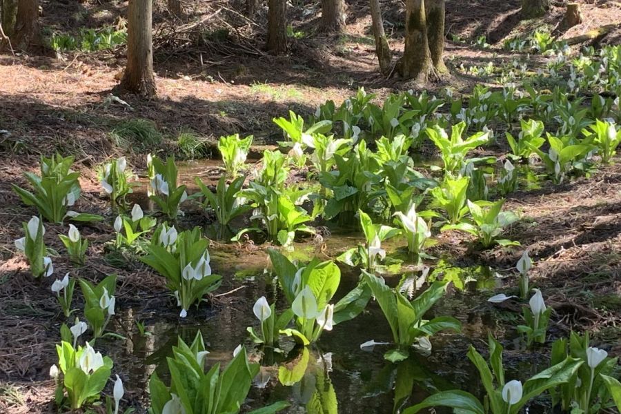 二合目付近の水芭蕉群生地（見頃は4月末頃まで）