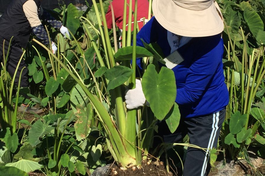 秋の農家体験旅 ～在来野菜 カラトリ芋を掘って編んで食べて～