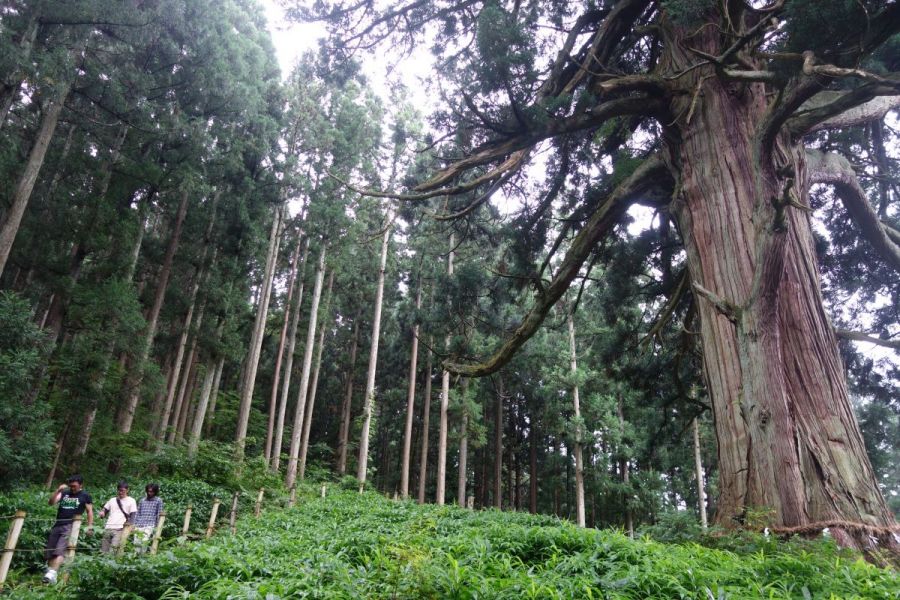 山五十川の玉スギ 観光スポット やまがた庄内観光サイト 山形県庄内エリアの観光 旅行情報