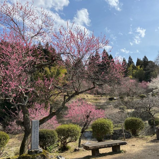 湯田川温泉　梅林公園「梅まつり」