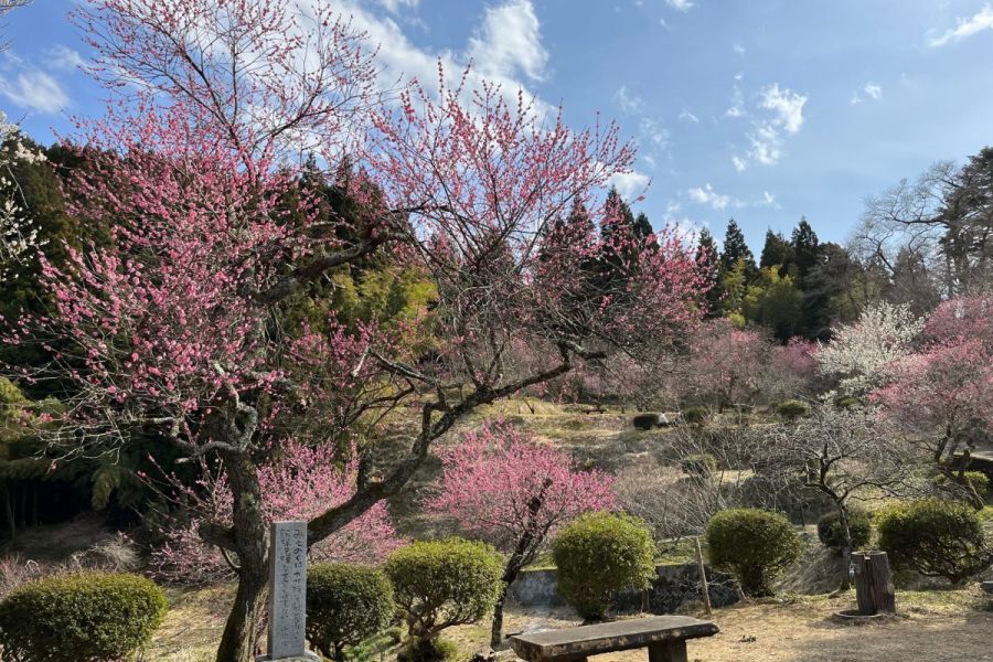 湯田川温泉　梅林公園「梅まつり」