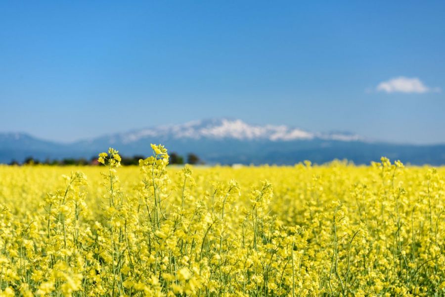 菜の花まつり｜イベント｜やまがた庄内観光サイト - 山形県庄内エリア