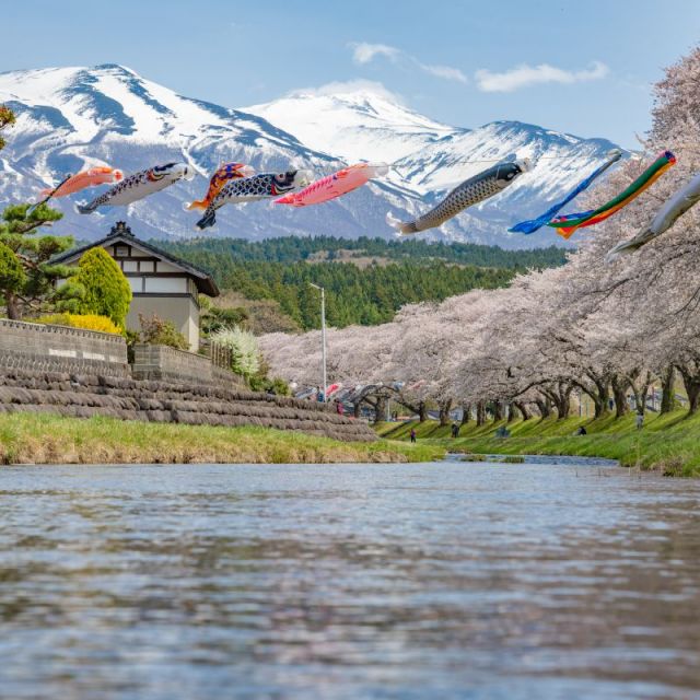 中山河川公園桜まつり　2024年4月8日開花