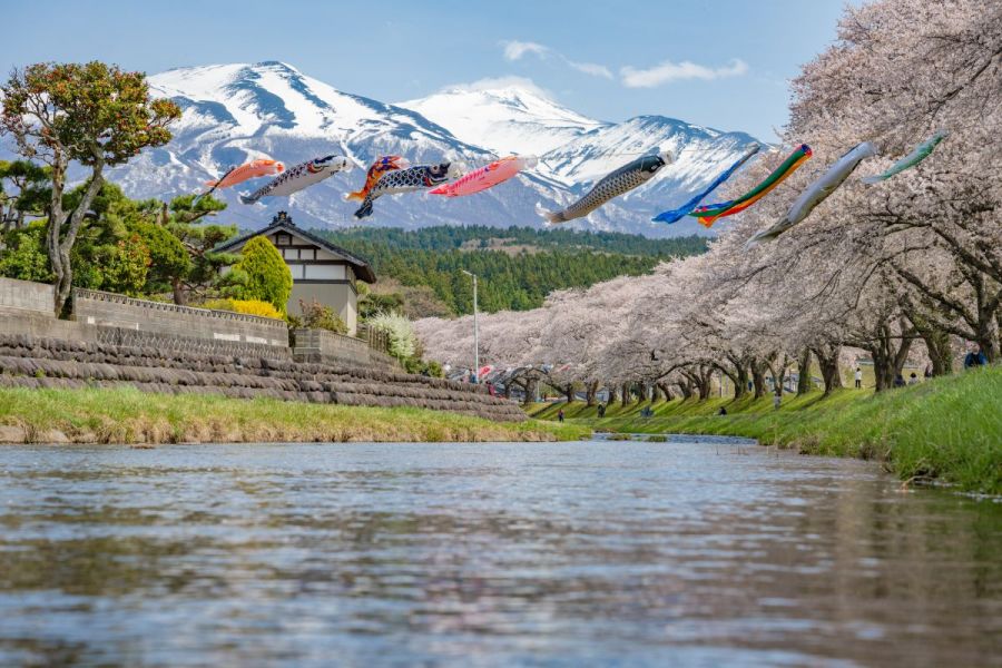 中山河川公園桜まつり　
