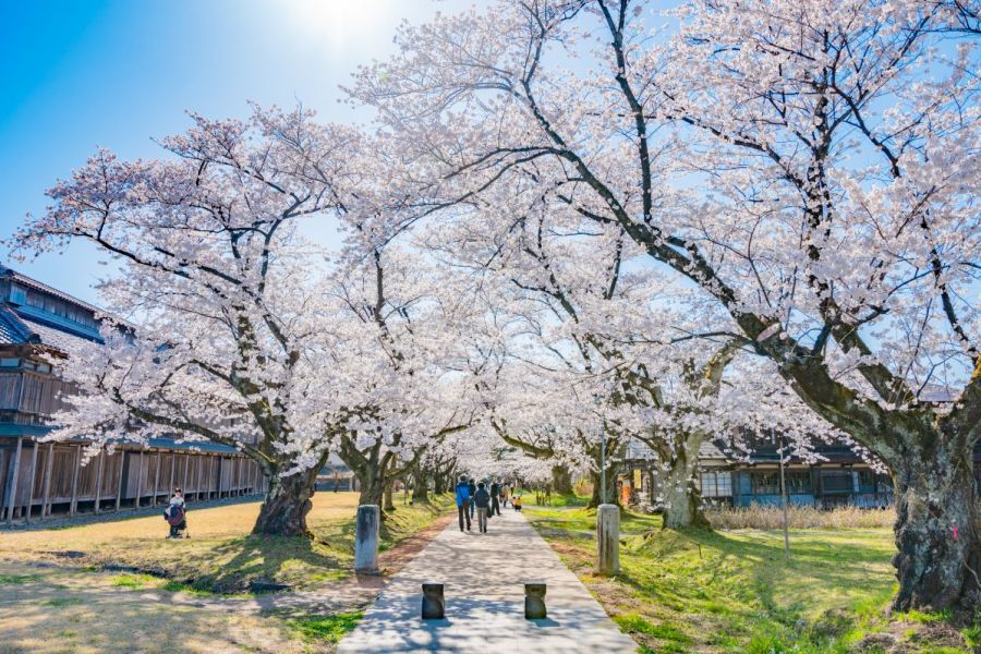 松ヶ岡桜まつり