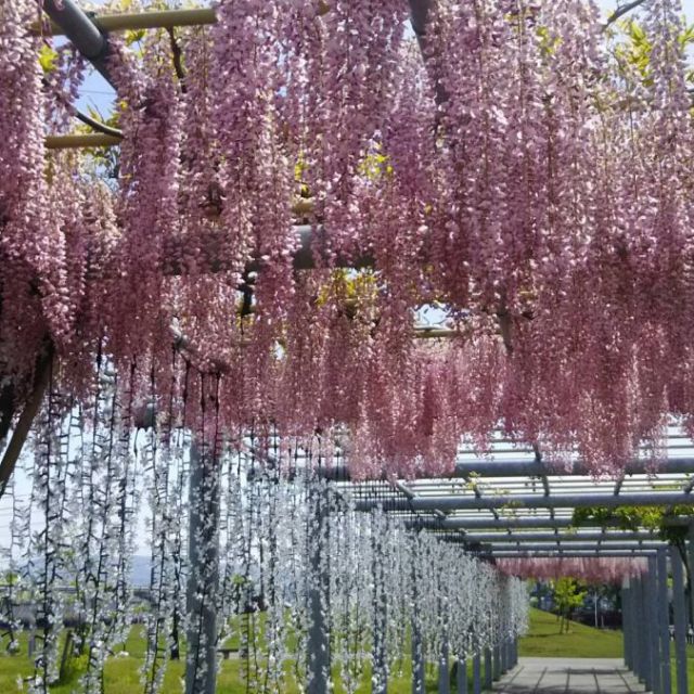ふじの花まつり　2025/5/10(土)・11(日)　ライトアップ 5/24(土)まで