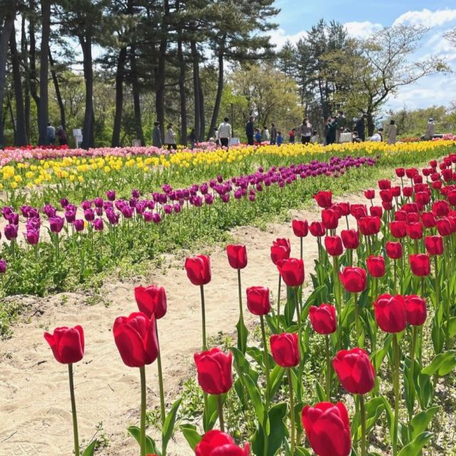 いこいの村 森林公園 チューリップ畑
