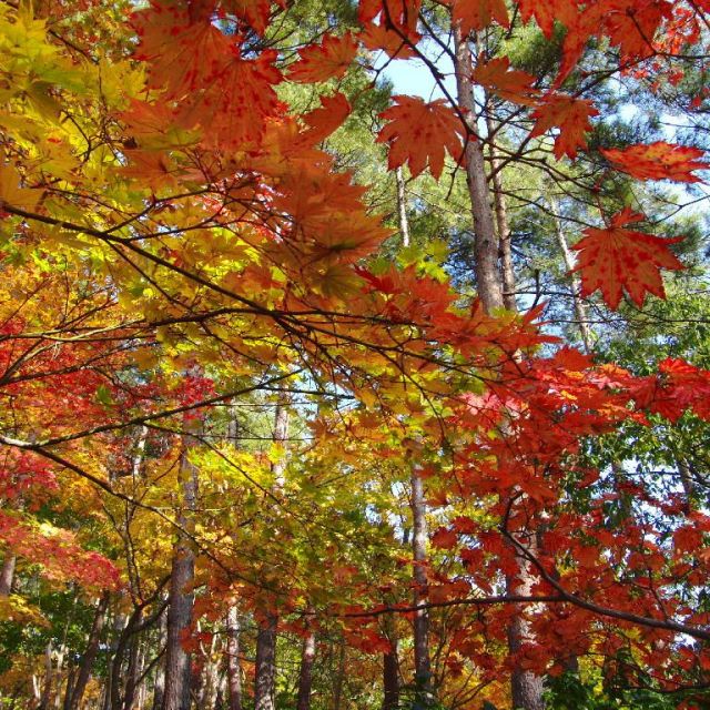 城下町松山秋まつり