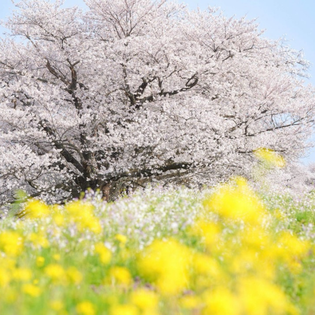馬渡川やすらぎ公園