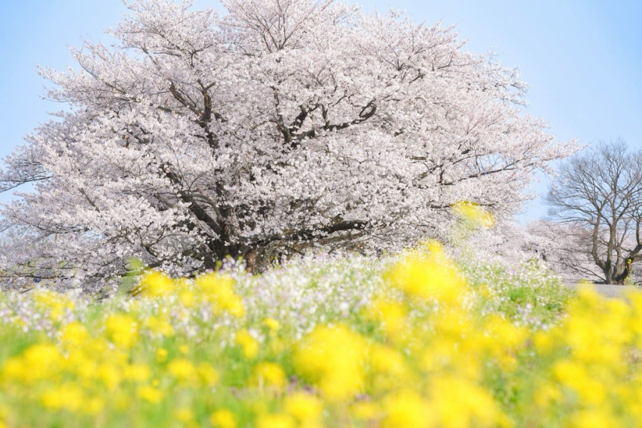馬渡川やすらぎ公園