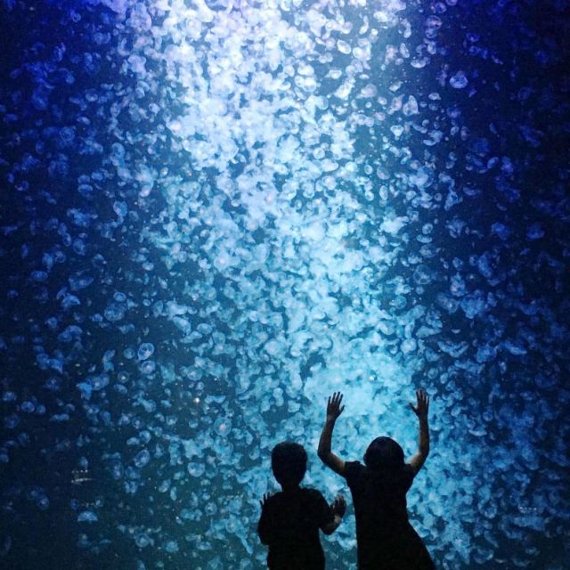 世界一のクラゲ水族館！東北エプソンアクアリウムかもすい