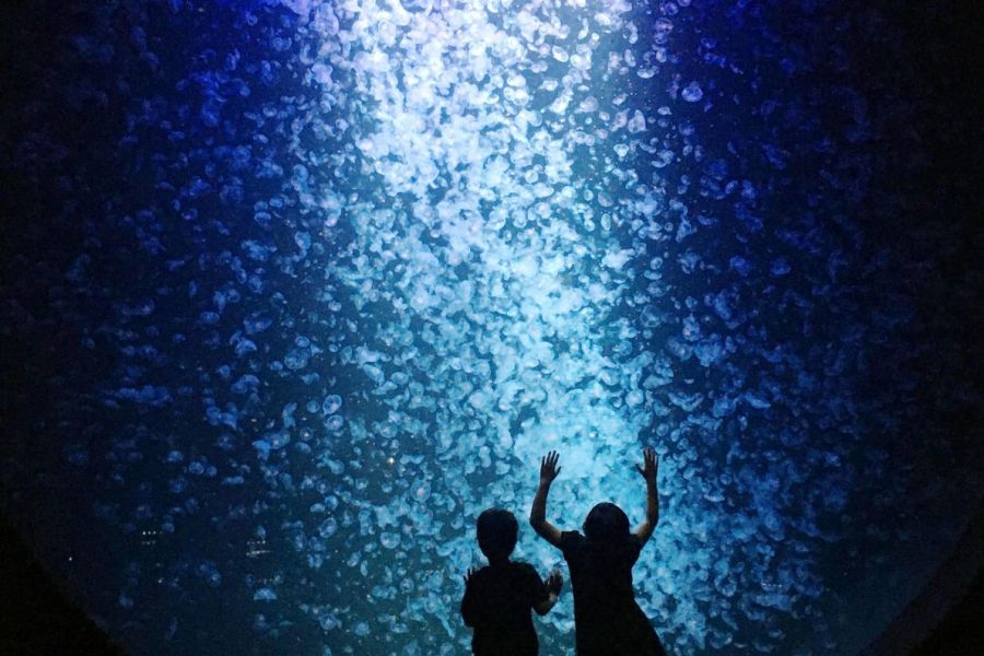 世界一のクラゲ水族館！東北エプソンアクアリウムかもすい