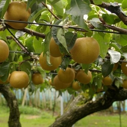 刈屋梨収穫体験／小松久助梨園（小松賢）