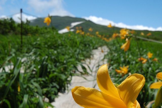 月山八合目 弥陀ヶ原散策 モデルコース やまがた庄内観光サイト 山形県庄内エリアの観光 旅行情報