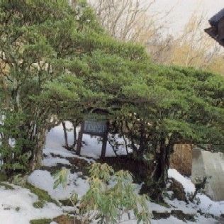 曹源寺のヒサカキ