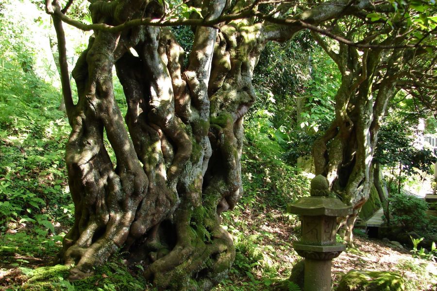 曹源寺のヒサカキ