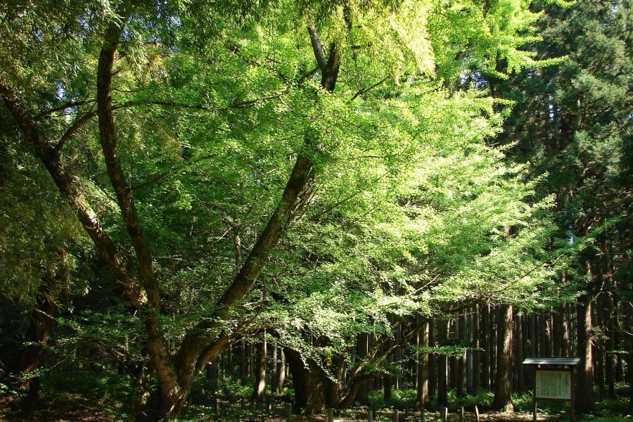 早田のオハツキイチョウ