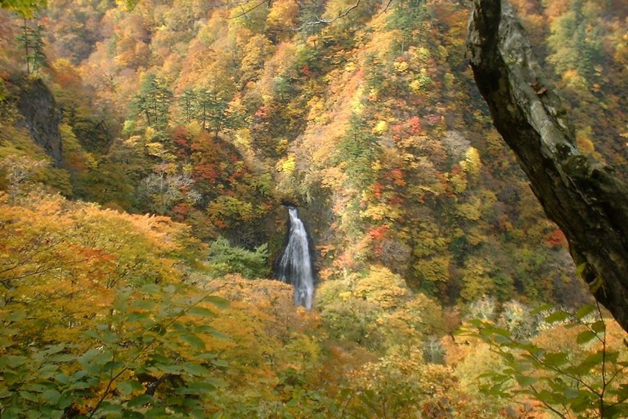 遠方からの紅葉