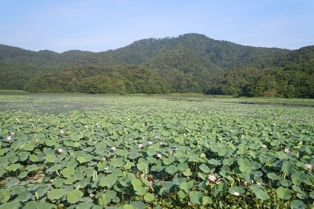 上池のハス