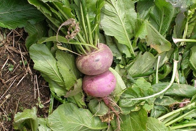 赤カブ収穫と赤カブの漬物つくり体験 観光スポット やまがた庄内観光サイト 山形県庄内エリアの観光 旅行情報