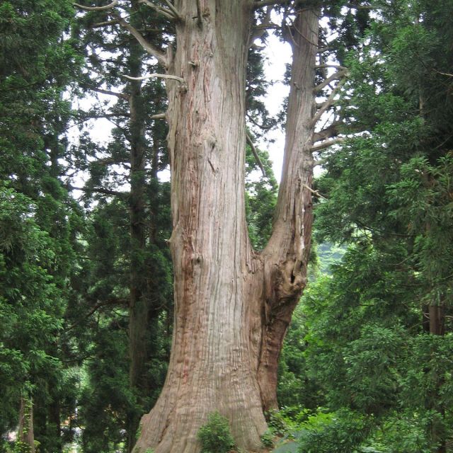 角川の大杉