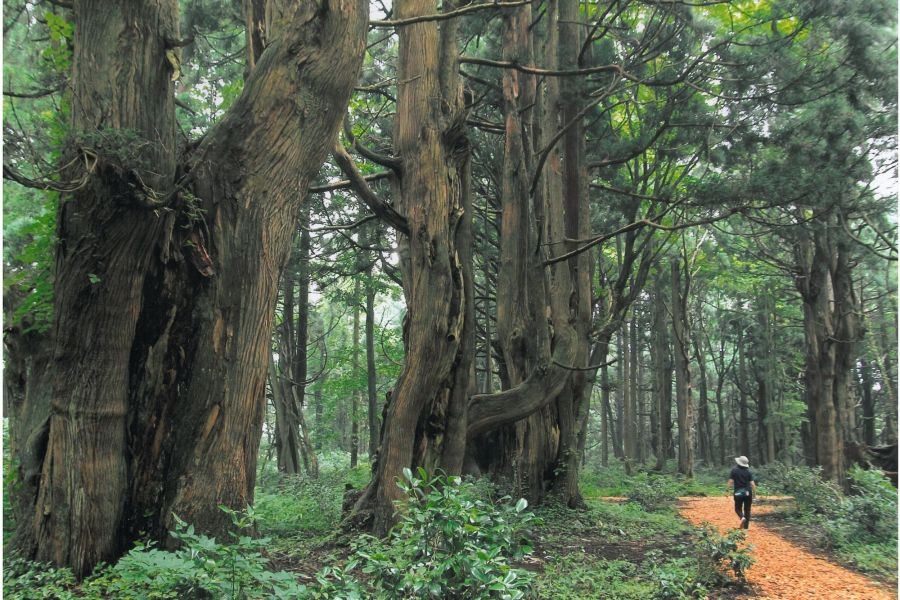 幻想の森 観光スポット やまがた庄内観光サイト 山形県庄内エリアの観光 旅行情報