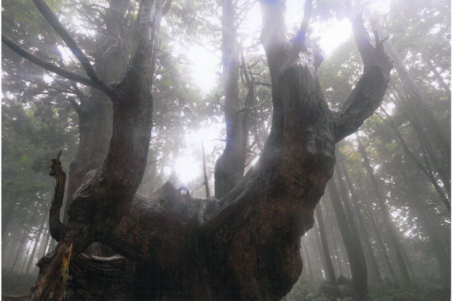 幻想の森 観光スポット やまがた庄内観光サイト 山形県庄内エリアの観光 旅行情報