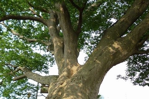 山の神のけやき